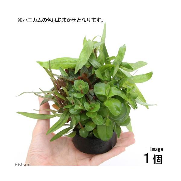 ijnjJVF^[@܂񂹐A~bNXitji_jiPj