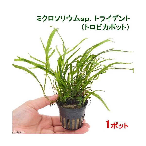 ij~N\EDgCfgigsJ|bgjiP|bgj