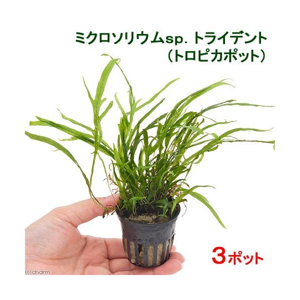 ij~N\EDgCfgigsJ|bgjiR|bgj