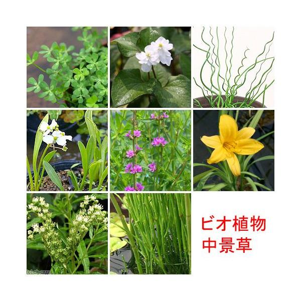 ガーデニング　水辺植物　その他セット　all_plants　20130525　ＹＳ　biobonus1　bio_130715　植物　植物生体　ガーデニング生体　育て方　育成方法　栽培方法　beginnerbiotope　yhpoint510...