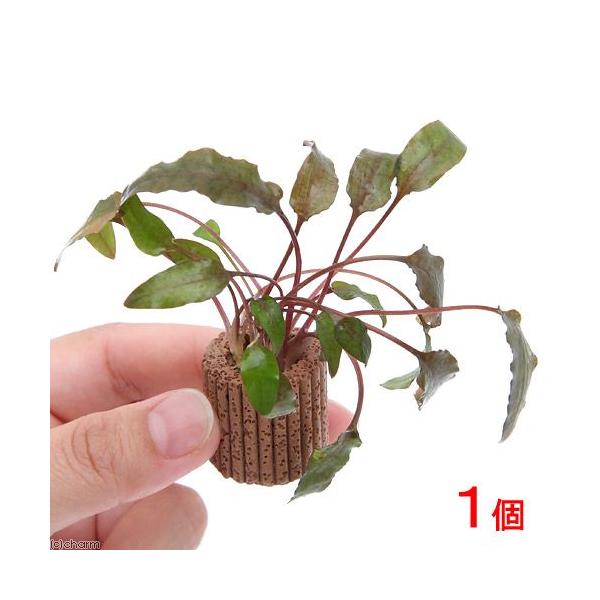 �i�����j���C�t�}���`�i���j�N���v�g�R���l�@�E�F���e�B�[�@�u���E���i�P�j