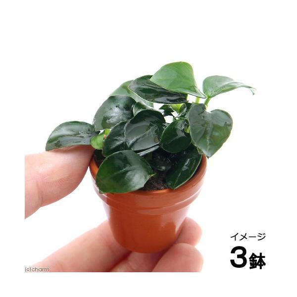 ijAkrAXii@v`@v`fĂitjiRj