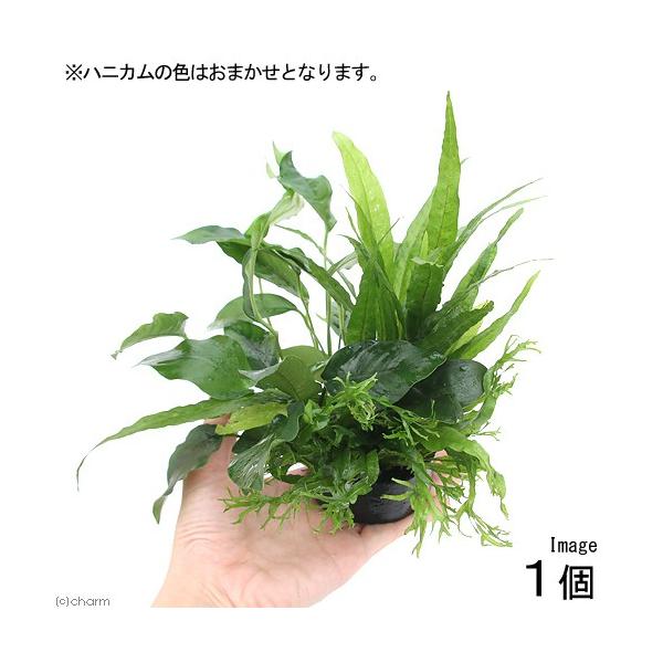 ijnjJVF^[@񂹐A~bNX@uD~NAkrAXiPj