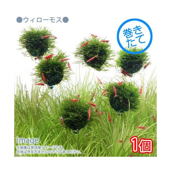 _wp　_aqua　熱帯魚・エビ他　ウィローモス特集　活着する水草　コケの仲間　ウィローモスはこちら　小型水槽用水草　zeoliteB　水草　コケ　モス類　ウィローモス　エビが喜ぶアクセサリ　20141120　KIX　47house　cat...