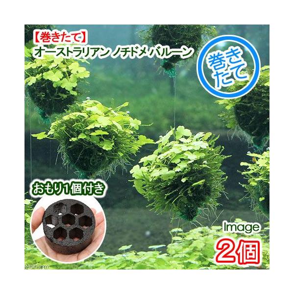 ijā@I[XgA@m`h@o[itji_jiQj{P