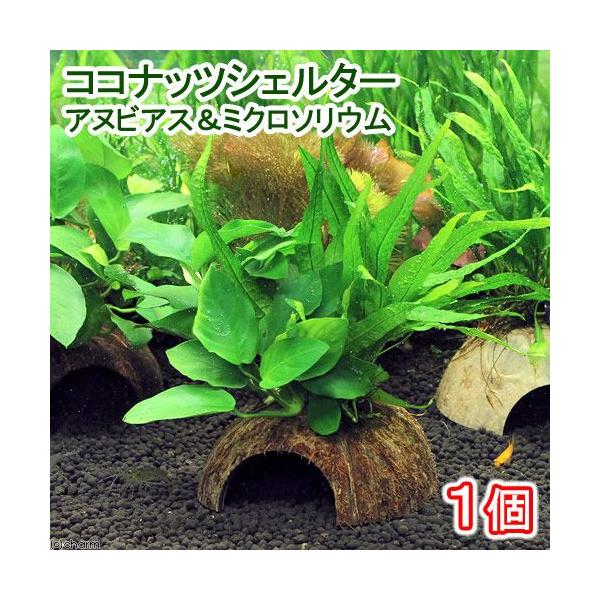 ijRRibcVF^[@AkrAXii~N\EvevXiPj