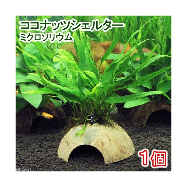 ijRRibcVF^[@~N\E@vevXiPj