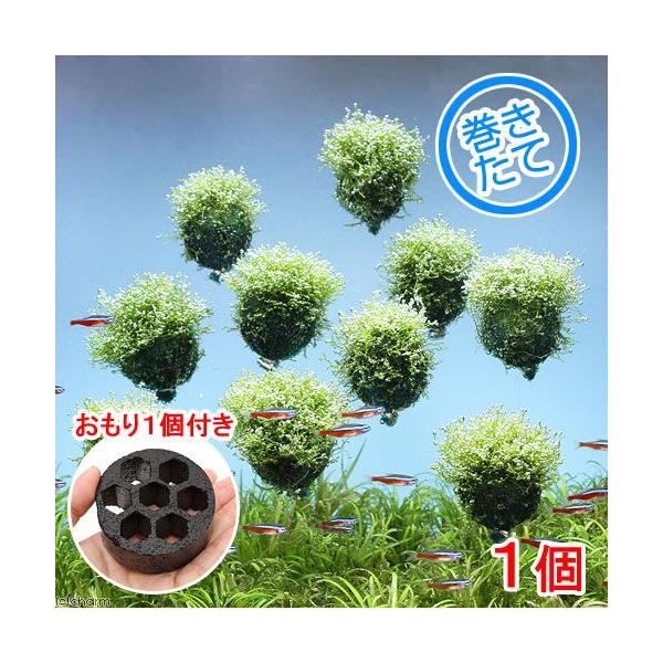 ijā@VA@o[itji_jiPj{P@kCEBq֗vۉ