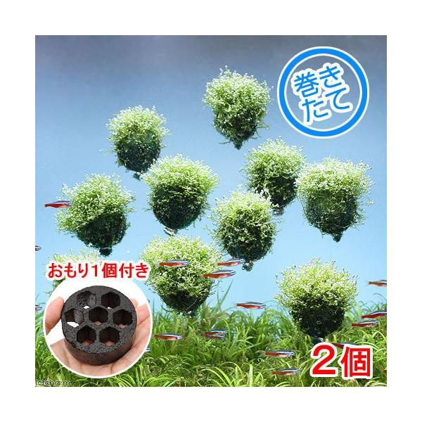 ijā@VA@o[itji_jiQj{P@kCEBq֗vۉ