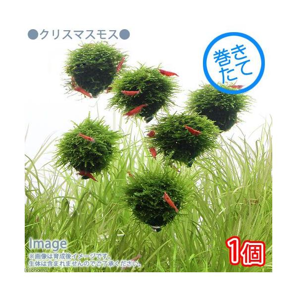 ijā@NX}XX@o[i_jiPj