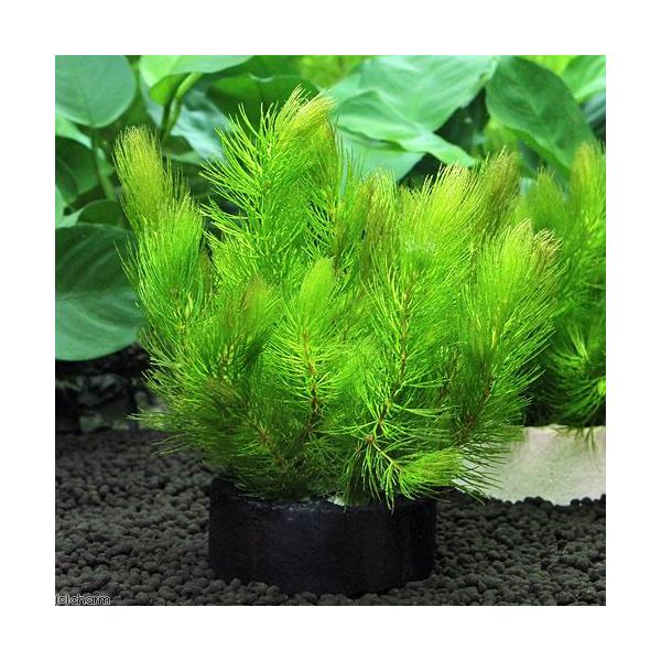 ijnjJVF^[ubN@}c@~ji_jiPj_J@@򉻁@Y