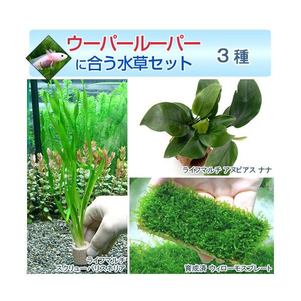 ijE[p[[p[ɍZbg@RitjiPpbNjitj