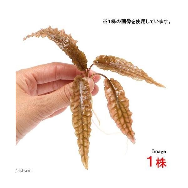 ijNvgRl@EFeB[@gsJi_jitjiPj