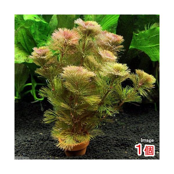 ij_JE@bhJ{o@~jfĂiPj