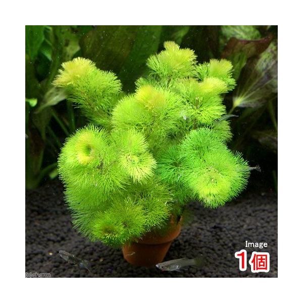 ij_JE@CG[J{o@~jfĂiPj