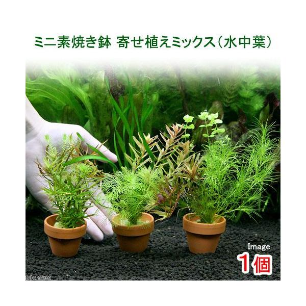 ij~jfĂ@񂹐A~bNXitji_jiPj