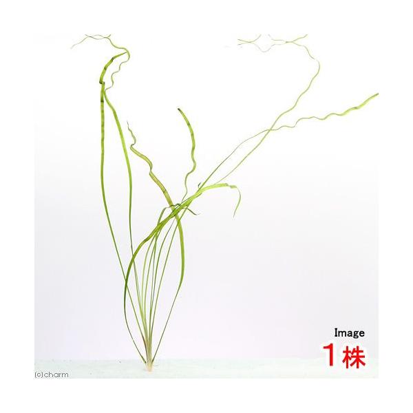 ijNvgRlDJiRiYitjiPj@kCEBq֗vۉ