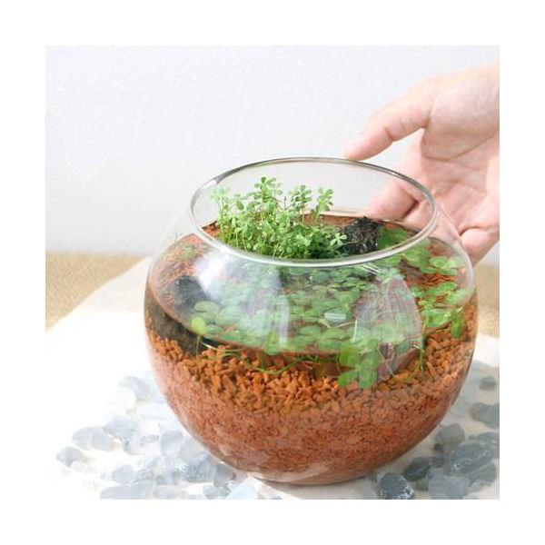 ij̏ȃANAE@`ӂ̂QN[o[`itj@{Bl@llQ_ixԁj