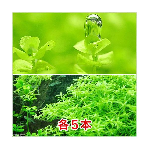 水草 パールグラスの人気商品 通販 価格比較 価格 Com