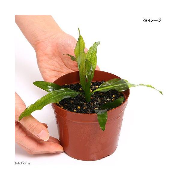 チャーム（charm） （水草）エキノドルス ホレマニーグリーン レッド