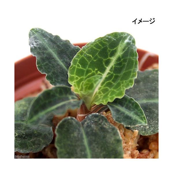 _aqua　_gardening　_kame　_hachu　観葉植物　園芸　ガーデニング　ビバリウム　アクアテラリウム　パルダリウム　水草　宝石蘭　宝石ラン　シュスラン属　ミヤマウズラの仲間　グッディエラ　Ｇｏｏｄｙｅｒａ　ｂｉｆｌｏｒａ　...