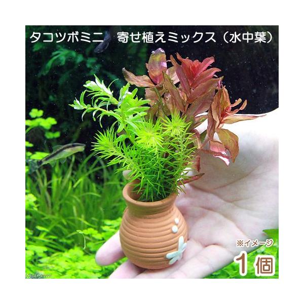 ij^Rc{~j~j@񂹐A~bNXitji_jiPj