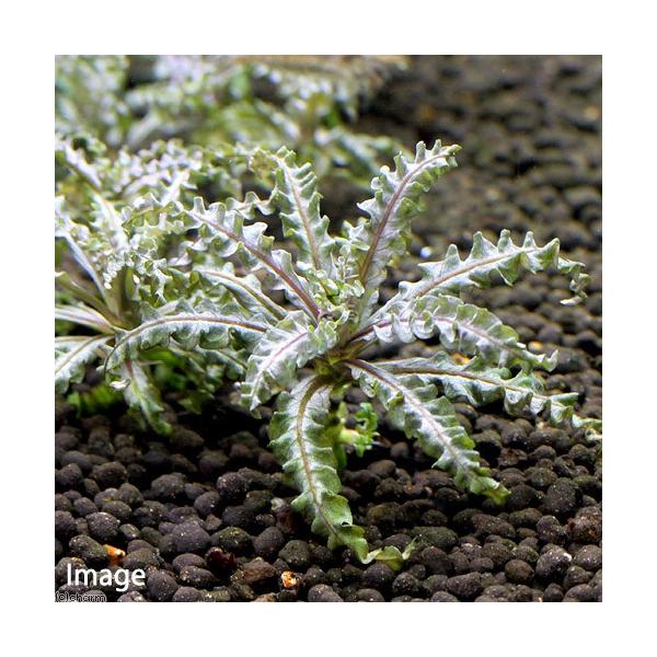 PF_SPQ　熱帯魚　水草　前景草　横に広がる　all_plants　ポゴ　ヘル　20150408　opznkimzkusa　ccampain1912800_wp　wp2000fes　ポゴステモン　ヘルフェリー　ポゴステ　ポゴステモンヘルフ...