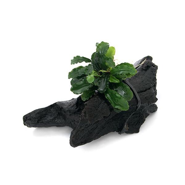 ijuZt@hDO[EF[r[iC{CXj@؁@rTCYitjiP{jiPTj@kCEBq֗vۉ