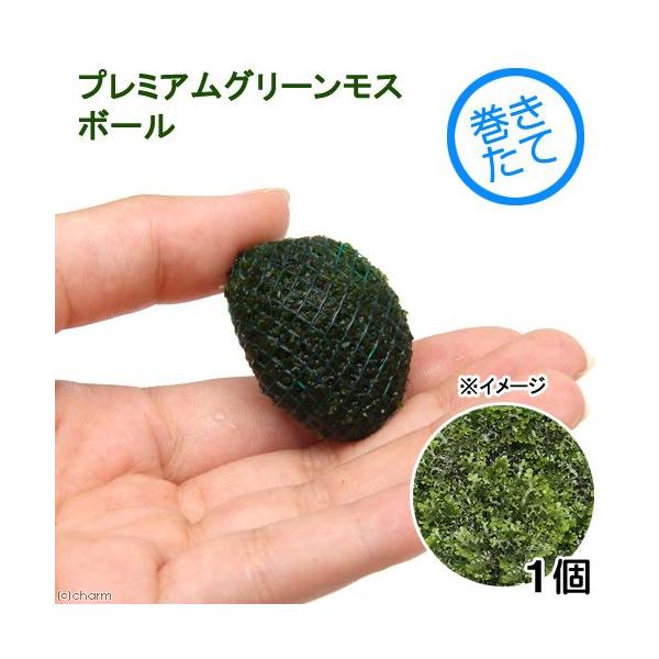 ijā@v~AO[X@{[itji_jiPj