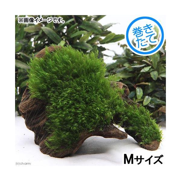 ijā@EH[^[tFU[@؁@lTCYiQOjitji_jiPj