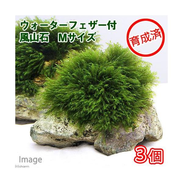 ij琬ρ@EH[^[tFU[@R΁@lTCYiPSjitji_jiRj