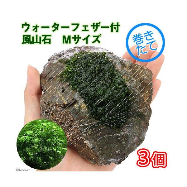 ijā@EH[^[tFU[@R΁@lTCYiPSjitji_jiRj