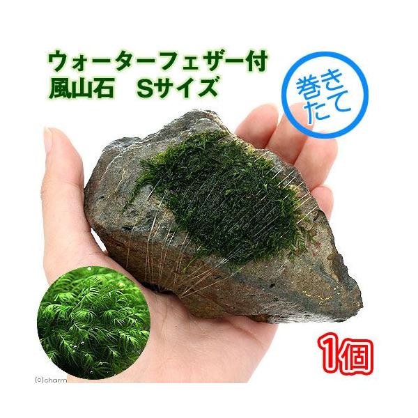 ijā@EH[^[tFU[@R΁@rTCYiPOjitji_jiPj