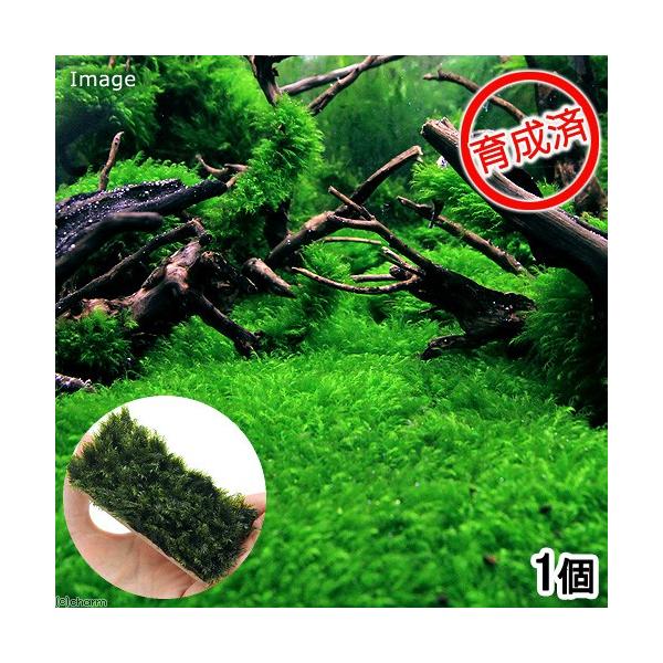 ij琬ρ@EH[^[tFU[@v[gitji_jiPj