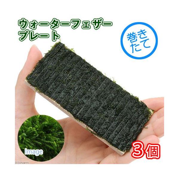 ijā@EH[^[tFU[@v[gitji_jiRj