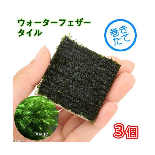 ijā@EH[^[tFU[@^Citji_jiRj