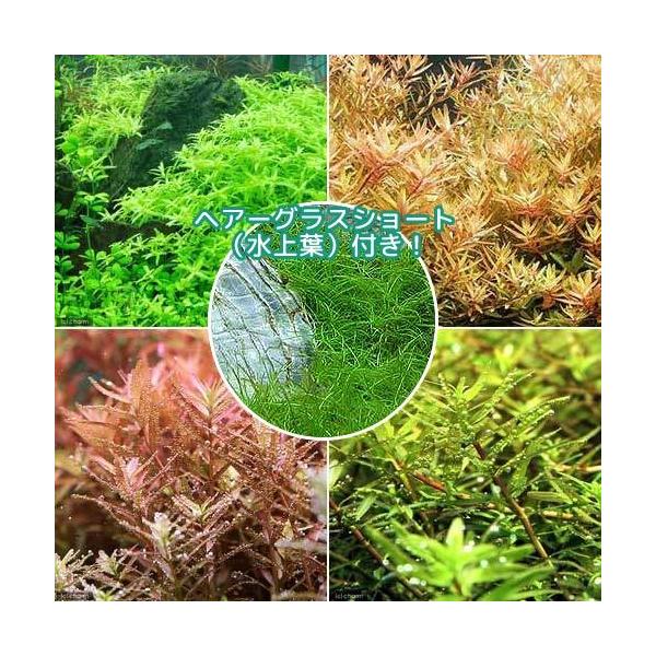 あなたにおすすめの商品 水草 ロタラミックス４種 ２０本 ヘアーグラス ...
