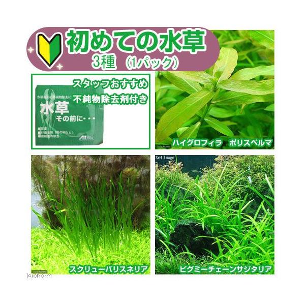 ij߂Ă̐@RiPpbNj{̑OɁ@PiQkpjt@{Bl