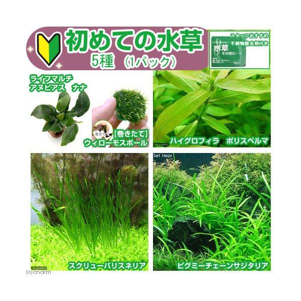 ij߂Ă̐@TiPpbNj{̑OɁ@PiQkpjt@{Bl