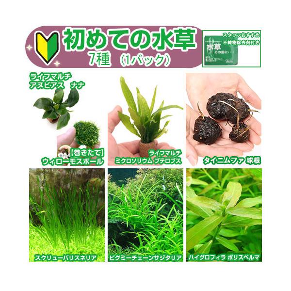 新品送料無料 水草その前に 1g アクアリウム用品 水草その前に 1g 3包 アクアリウム用品
