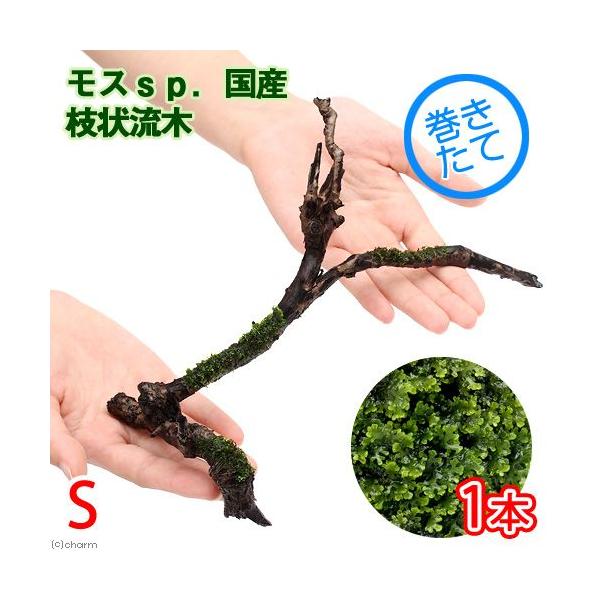 ijā@XDY@}󗬖؁@rTCYiPOji_jiP{j