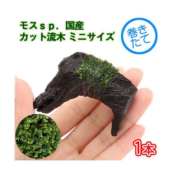 ijā@XDY@Jbg؁@~jTCYi_jiWȉjiP{j