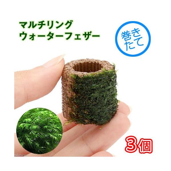 ijā@Ct}`ijEH[^[tFU[itji_jiRj