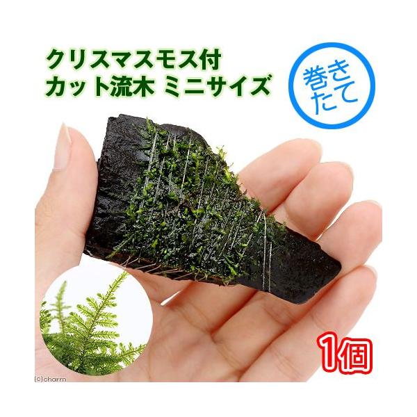 ijā@NX}XXt@Jbg؁@~jTCYiWȉji_jiP{j