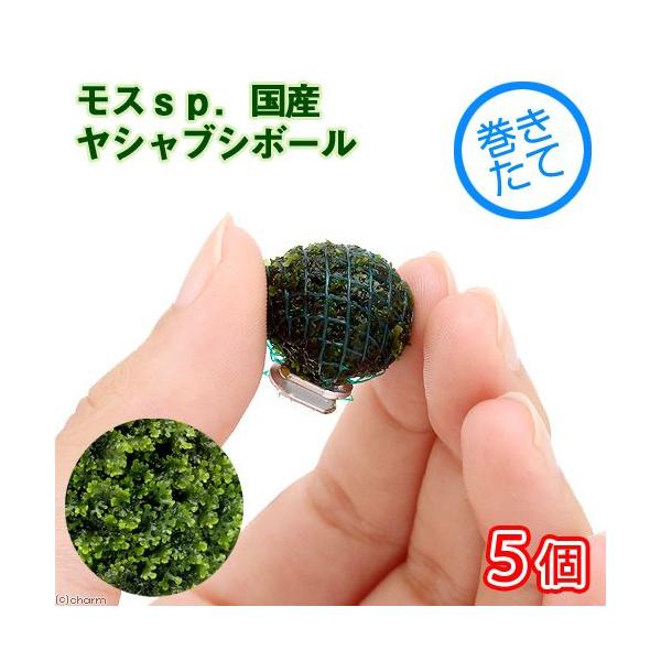 ijā@XDiYjVuV{[i_jiTj