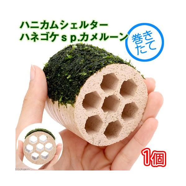 ijā@njJVF^[@nlSPDJ[Yitji_jiPj