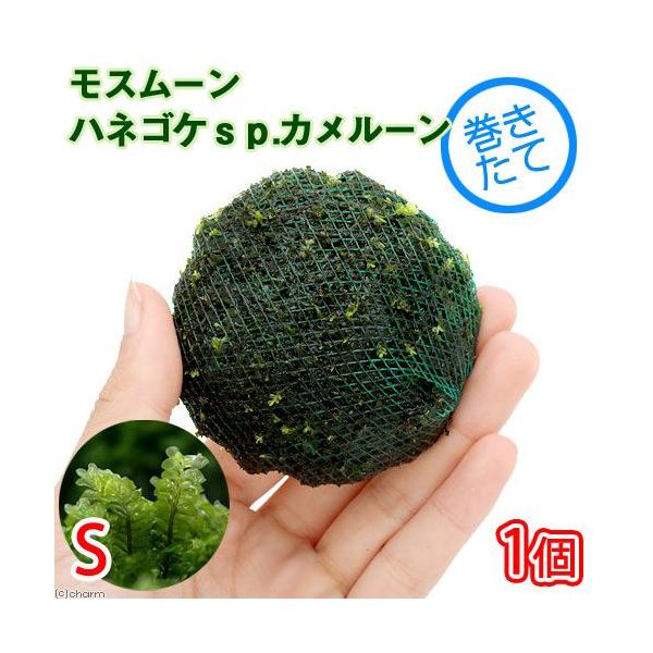 ijā@X[@nlSPDJ[Y@rTCYitji_jiPj