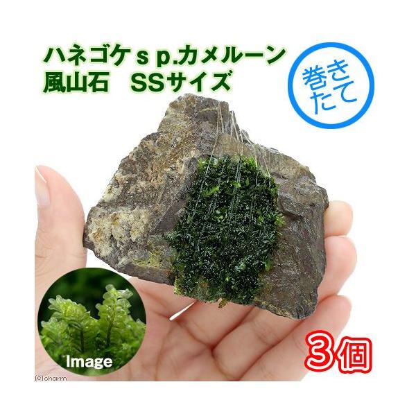 ijā@nlSPDJ[Y@R΁@rrTCYiWȉjitji_jiRj