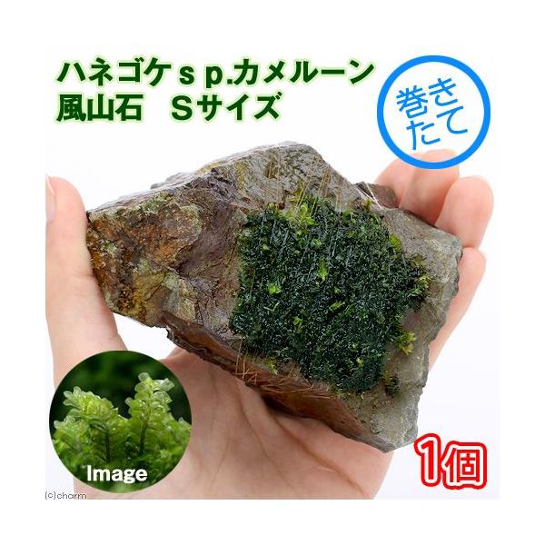 ijā@nlSPDJ[Y@R΁@rTCYiPOjitji_jiPj