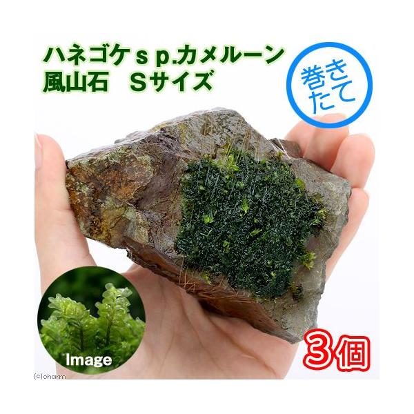 ijā@nlSPDJ[Y@R΁@rTCYiPOjitji_jiRj